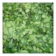 مورينغا(Moringa)